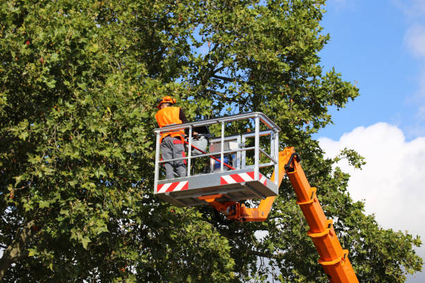 Best Commercial Tree Services  in Oak Park Heights, MN